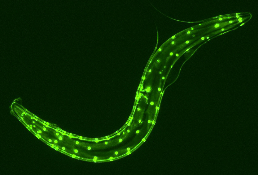 秀丽线虫在亚-博Web版登入页面照射下发出的GFP荧光