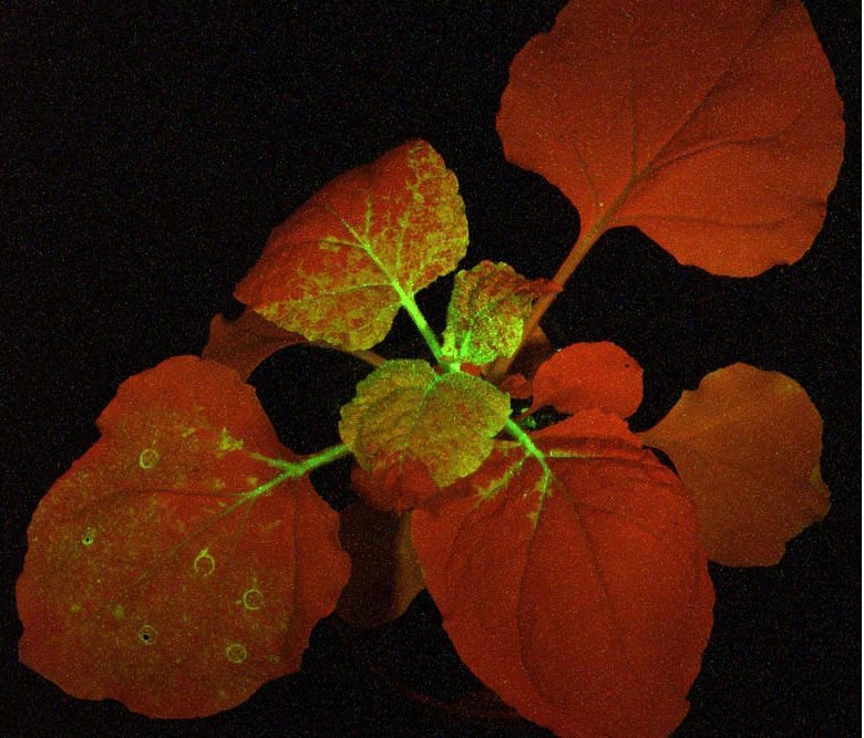 带有GFP标签的植物在亚-博Web版登入页面的蓝光照射下发出绿色荧光