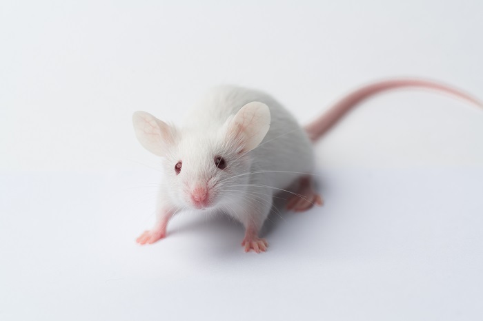 模式生物--小鼠