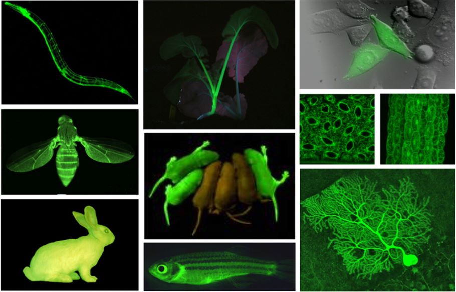 荧光蛋白在动植物体内的表达