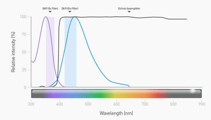 荧光显微镜为何要选择不同滤色片？
