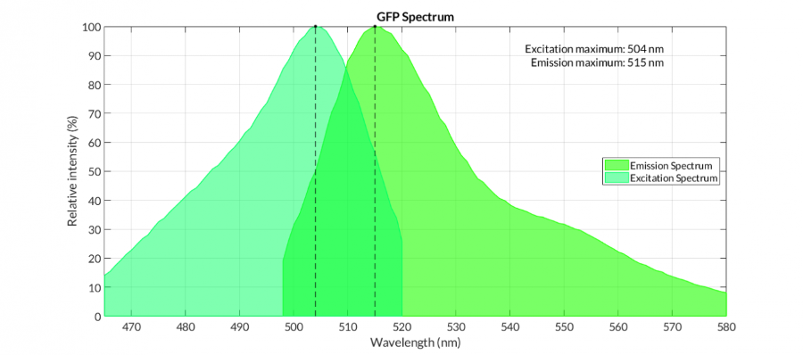 GFP蛋白的性能和GFP蛋白观察常见问题